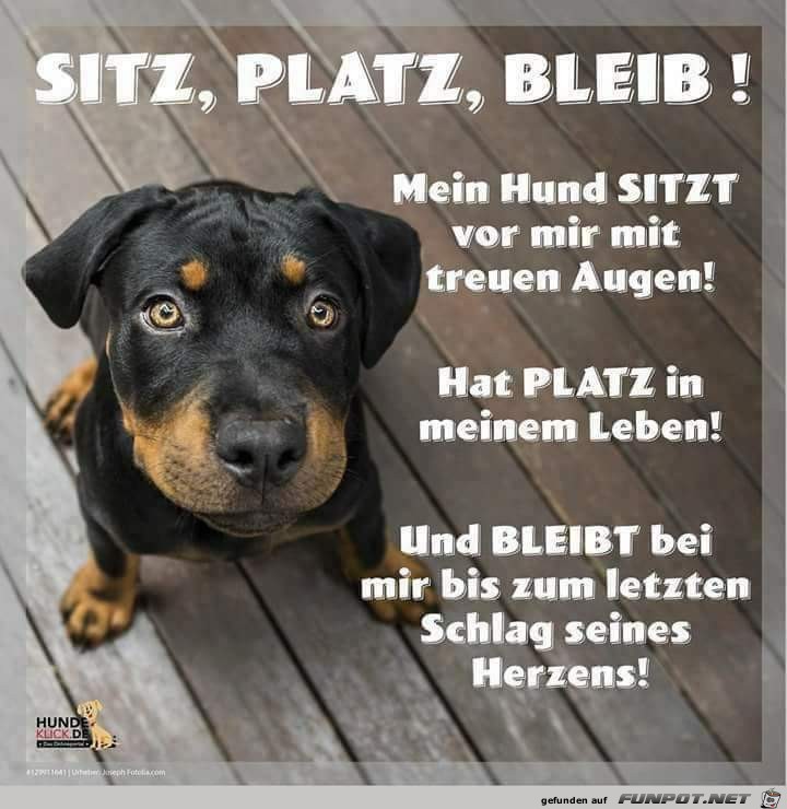 herzige Tierbilder