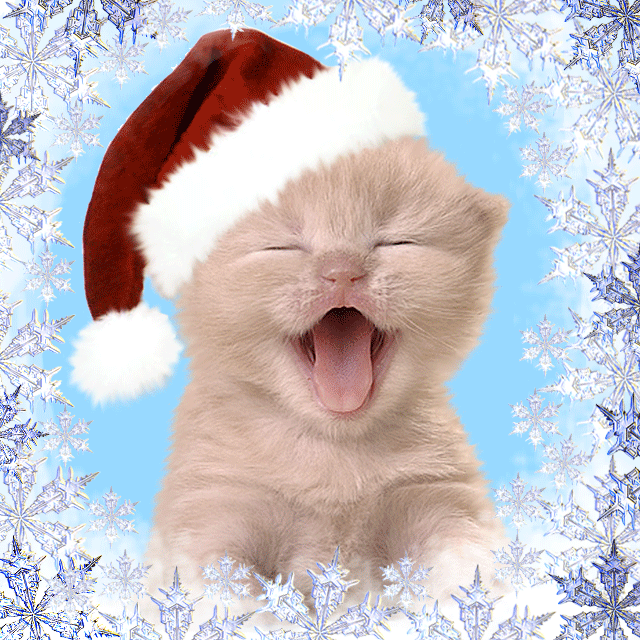 Weihnachtskatze Weihnachtskatze