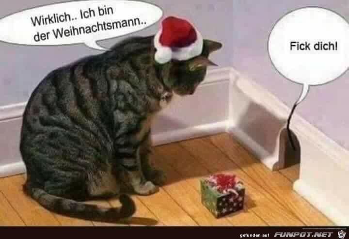 Katze Katze