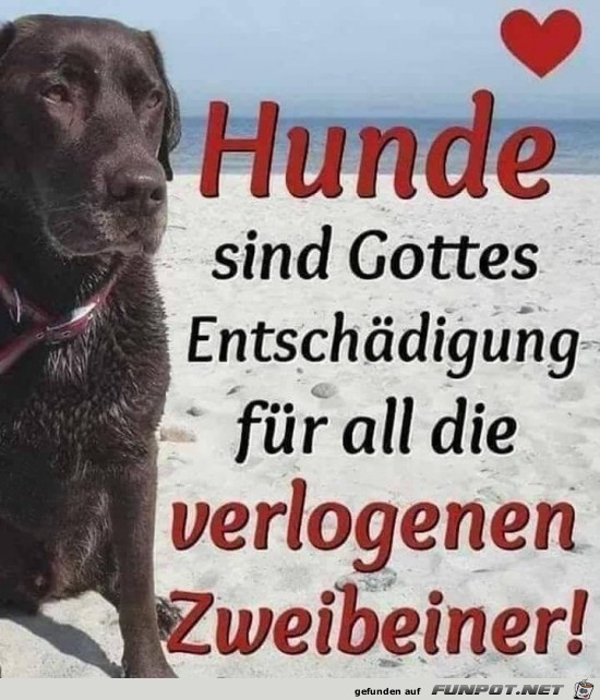 Hunde sind Gottes Entschdigung....