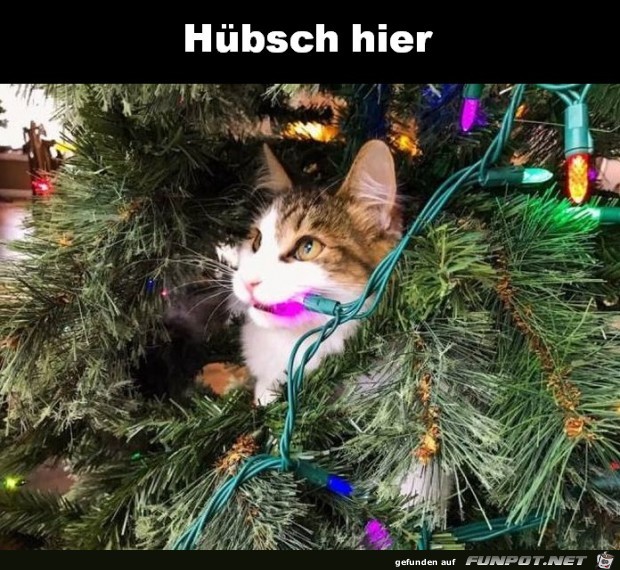 Hübsch hier Hübsch hier