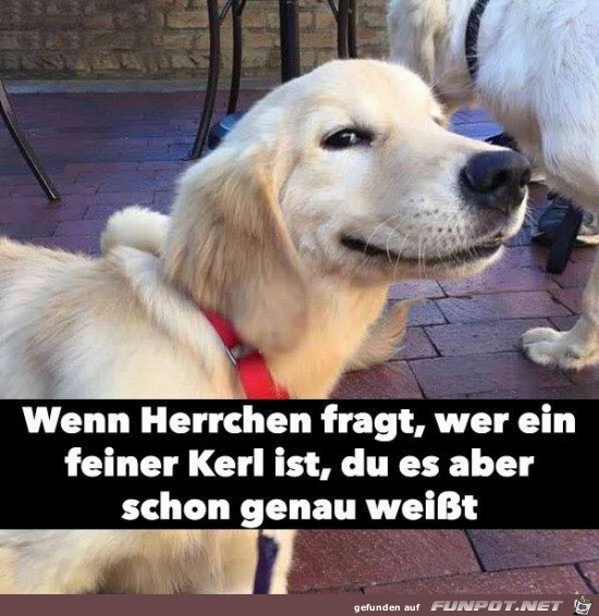 wenn Herrchen fragt;.....