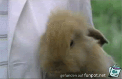 Der lachende Hase Der lachende Hase