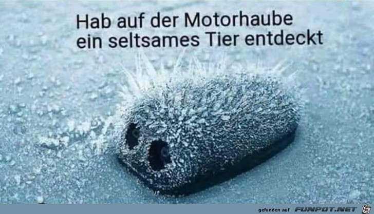 Seltsames Tier Seltsames Tier