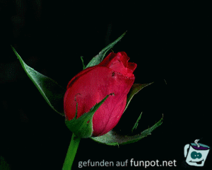 Rote Rose Rote Rose