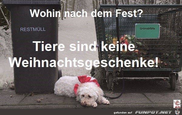 Tiere sind keine Weihnachtsgeschenke