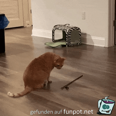 selber ausgetrickst selber ausgetrickst