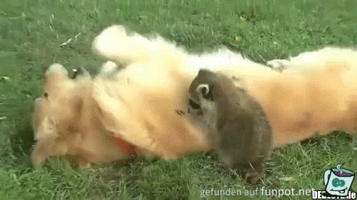 Tiere unter sich Tiere unter sich