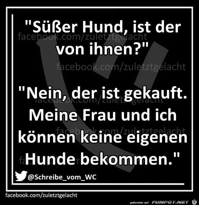 Süsser Hund Süsser Hund
