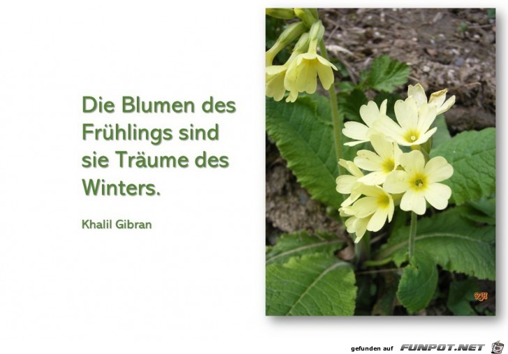 die Blumen des Fruehlings die Blumen des Fruehlings
