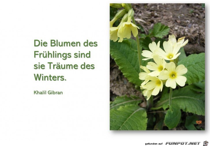 die Blumen des Fruehlings