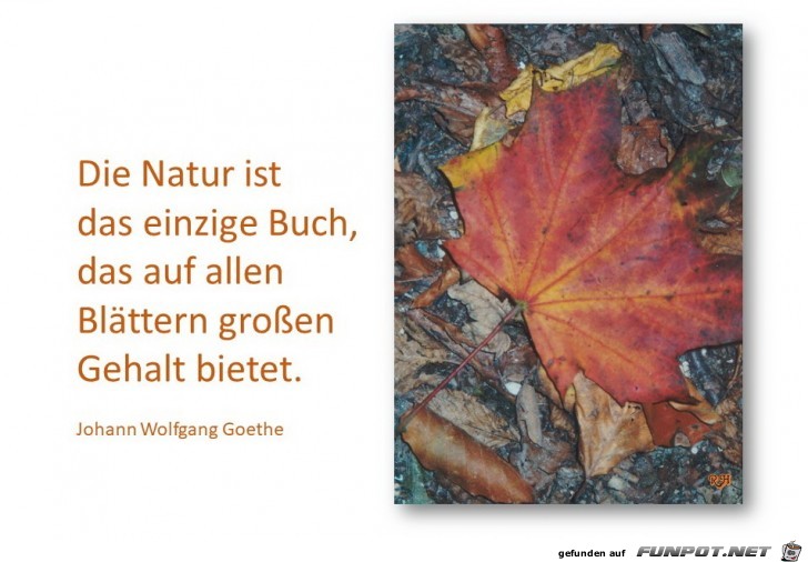 die natur ist das einzige Buch