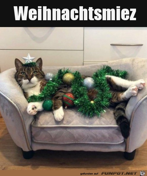 Katze mit Weihnachtsdeko Katze mit Weihnachtsdeko