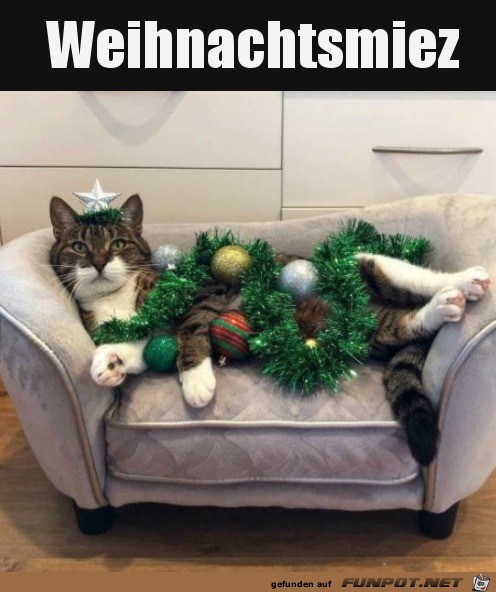 Katze mit Weihnachtsdeko