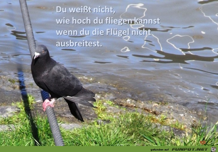 du wei sst nicht wie hoch du fliegen kannst