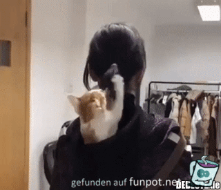 Katze hat ein Spielzeug Katze hat ein Spielzeug