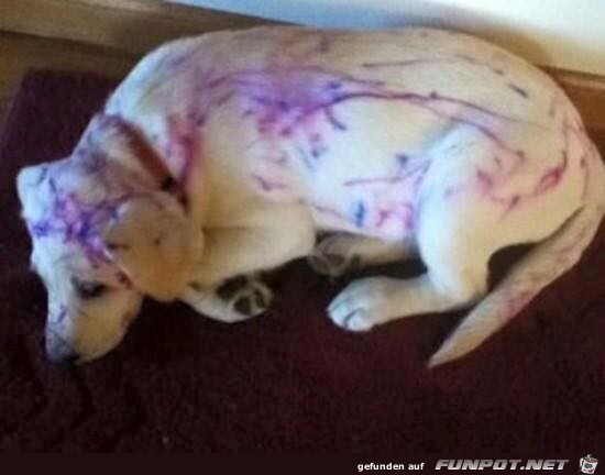 Ein bemalter Hund Ein bemalter Hund