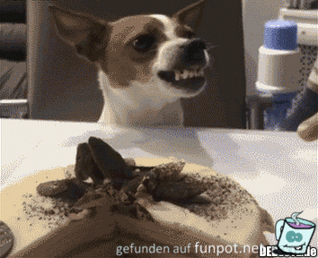 Fletschen Fletschen