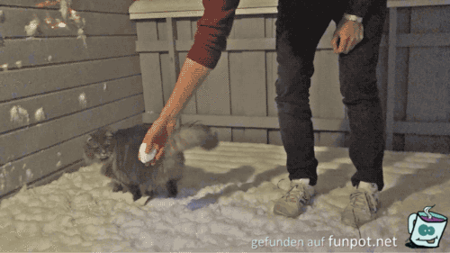 Katze will Schneeball fangen