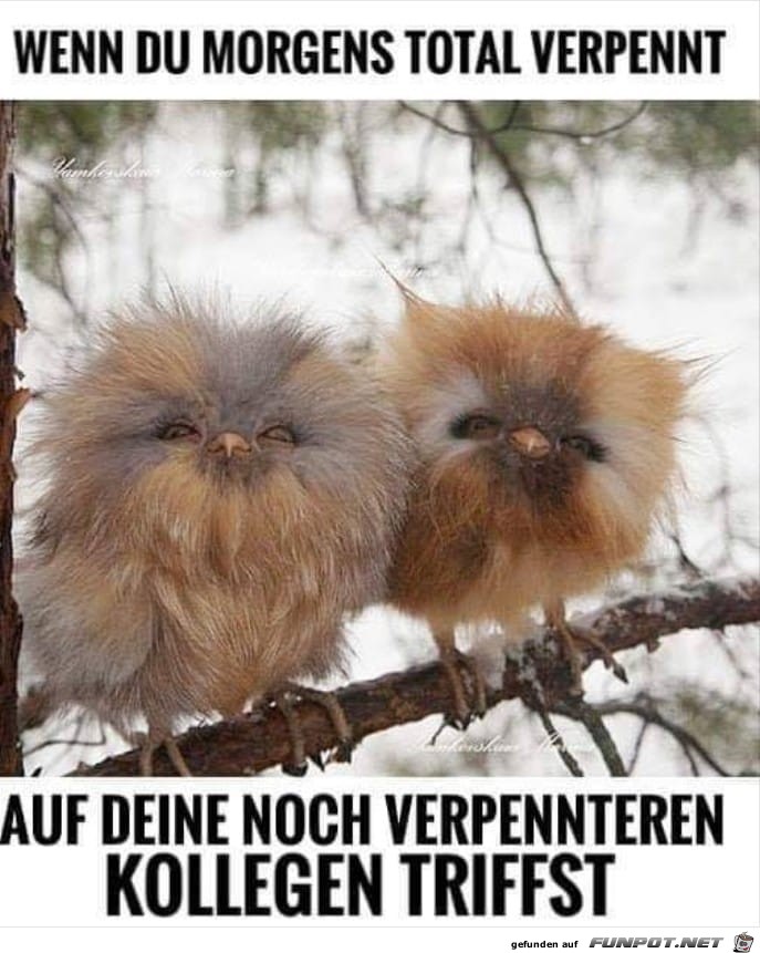 Morgens und total verpennt Morgens und total verpennt