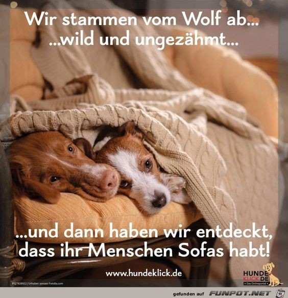 wir stammen vom Wolf ab