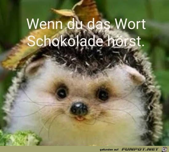 wenn du das Wort..