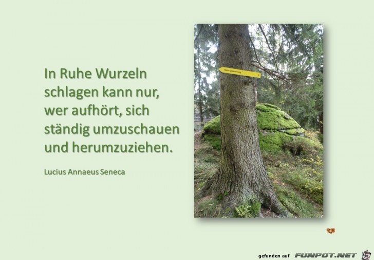 in ruhe wurzeln schlagen