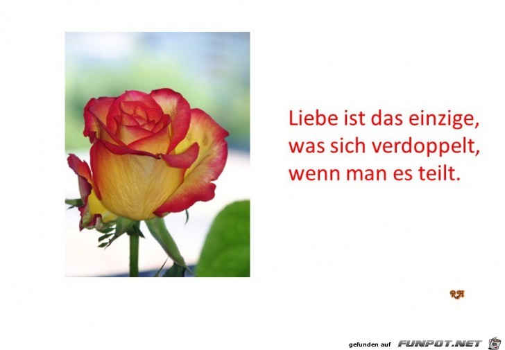 Liebe ist das einzige