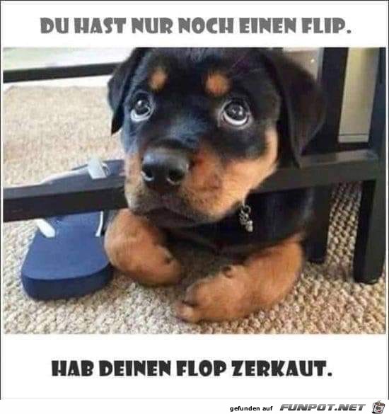 du hast nur noch einen Flip du hast nur noch einen Flip