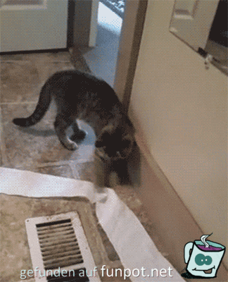 Katze klaut Klopapier Katze klaut Klopapier