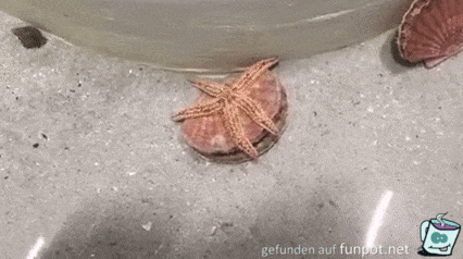 Muschel haut ab Muschel haut ab