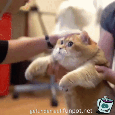 Katze abhören Katze abhören