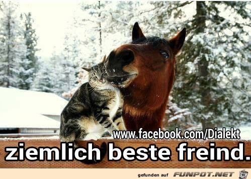 Ziemlich beste Freind Ziemlich beste Freind