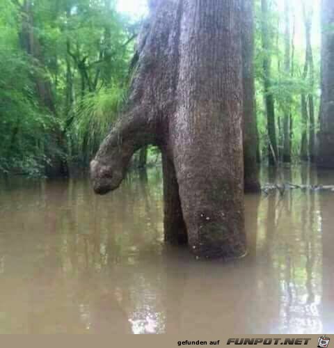 Verrückte Natur Verrückte Natur