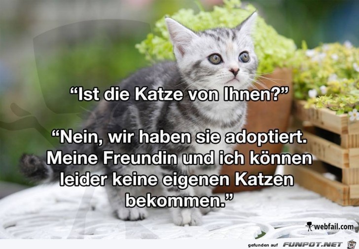 Ist die Katze von ihnen