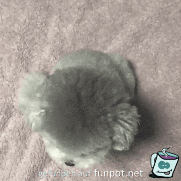 Kleiner Dumbo Kleiner Dumbo