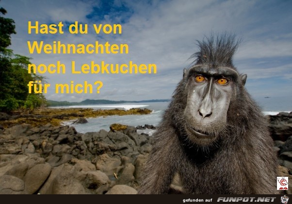 noch Lebkuchen noch Lebkuchen