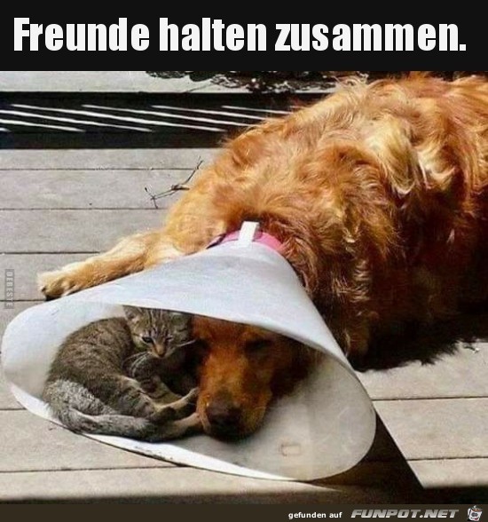 Freunde halten zusammen.......