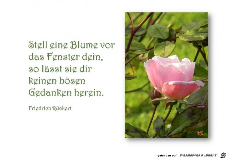 stell eine blume vor das fenster stell eine blume vor das fenster