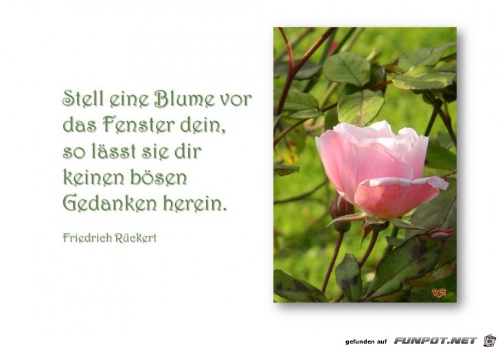 stell eine blume vor das fenster