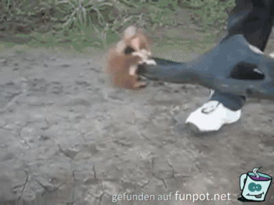 Ninja-Maus Ninja-Maus