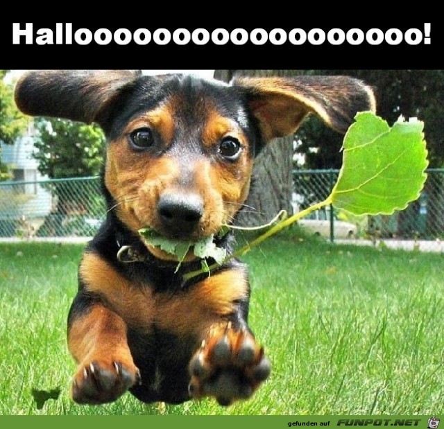 Halloo Halloo