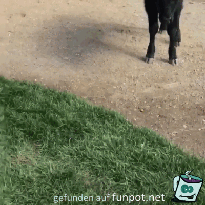 Ball-Spaß Ball-Spaß