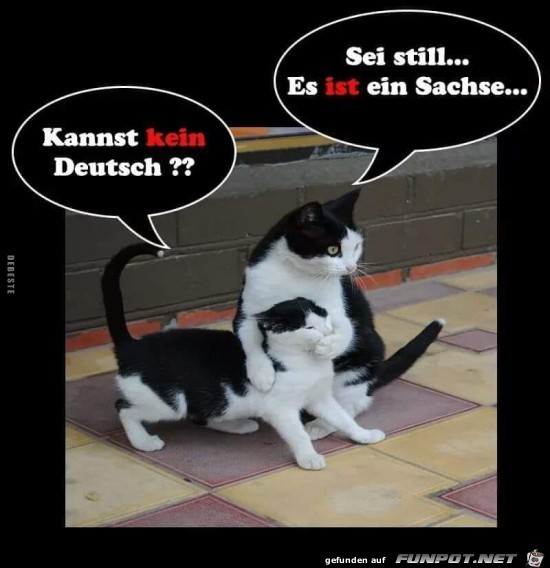 kannst kein Deutsch?...... kannst kein Deutsch?......