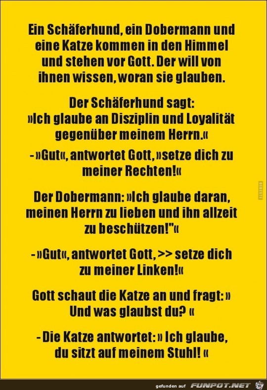 ein schäferhund, ein Dobermann und eine Katze ein schäferhund, ein Dobermann und eine Katze
