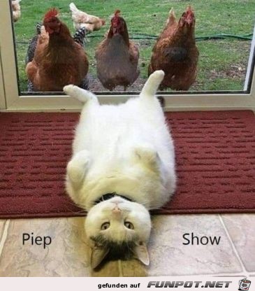 Piep-Show...... Piep-Show......