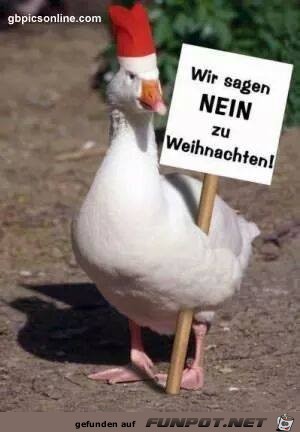 Nein Nein