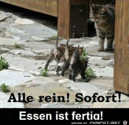 Alle rein Alle rein