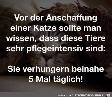 Katzen Katzen