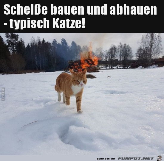 typisch Katze......